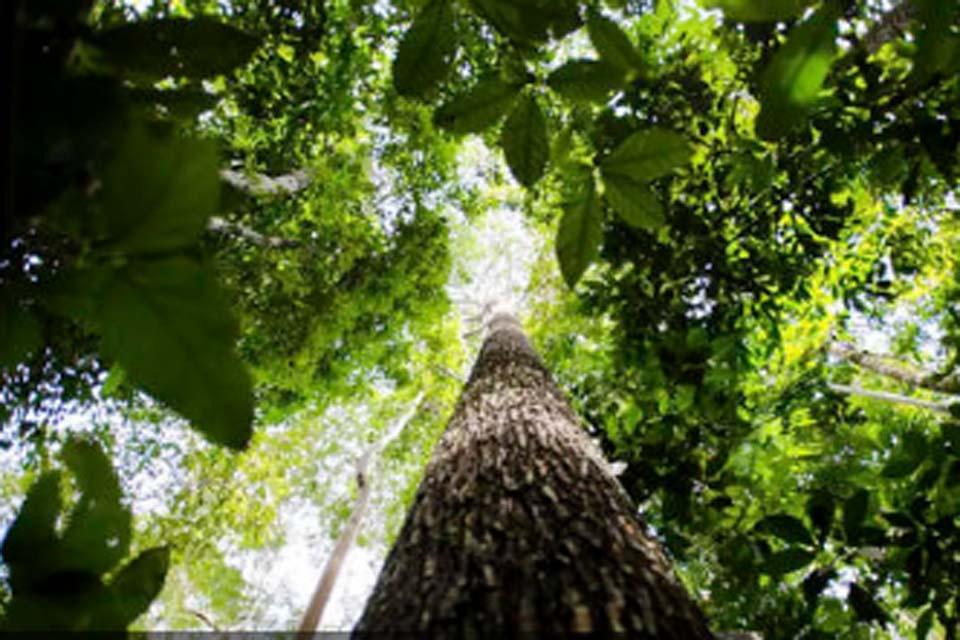 Instituto Amazônia+21 lança fundo para investimento em projetos sustentáveis na região amazônica