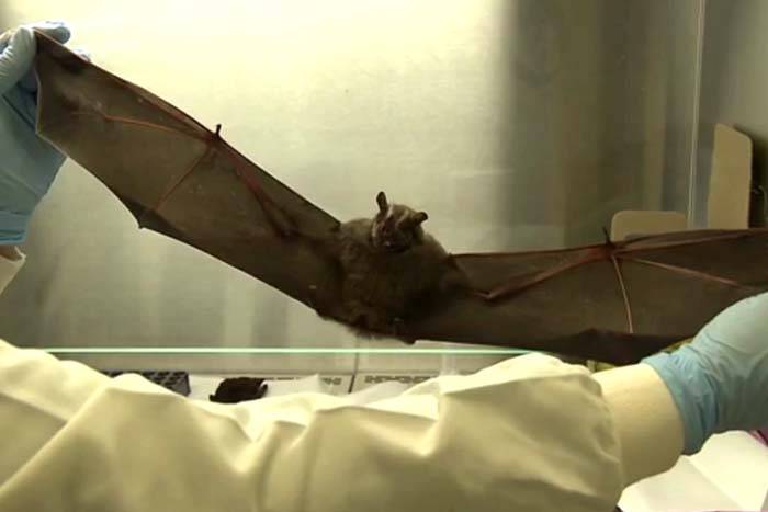 Morcego com vírus da raiva é encontrado em área central 