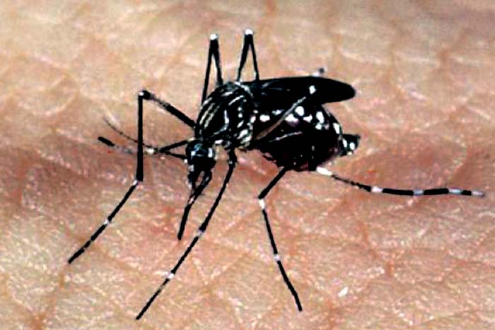 Fiocruz alerta sobre possível epidemia de Chikungunya em 2019, no Rio