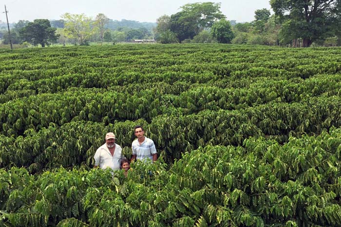 Governo compra 11,7 mil quilos de produção rondoniense de café robusta