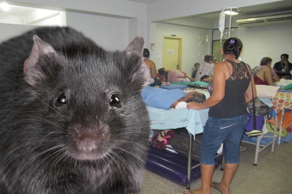 Ratos no “Açougue”, por Professor Nazareno