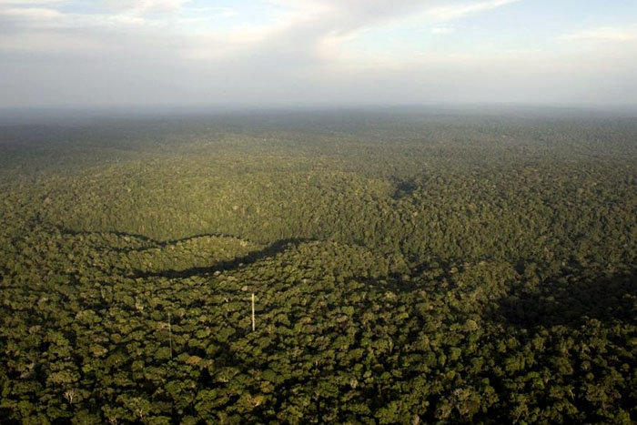 ONG estima que desmatamento vai dobrar até 2030