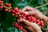 Rondônia Rural Show Internacional fomenta incentivo e reforça o potencial do setor cafeeiro do Estado