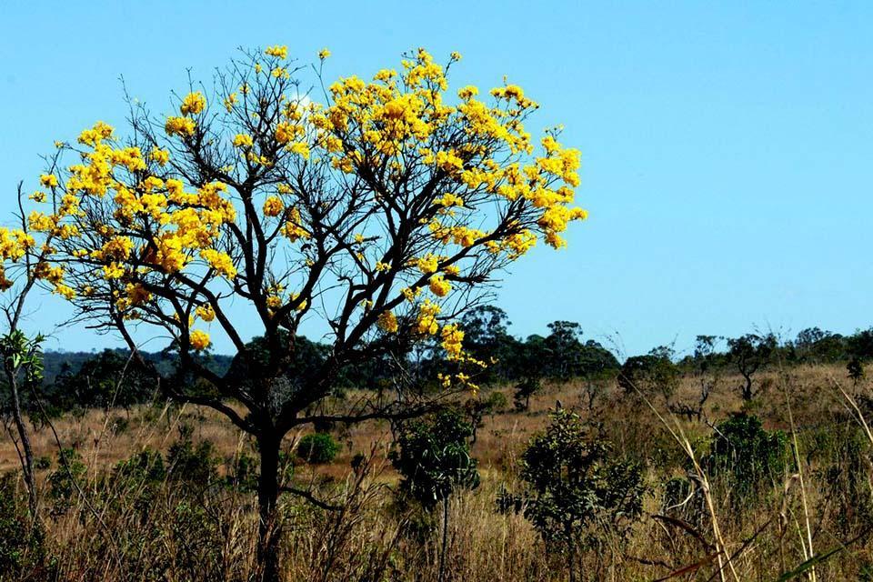 Áreas de biomas brasileiros caíram 8,34% entre 2000 e 2018