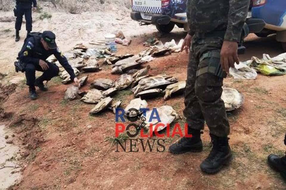  Polícia Ambiental salva tartarugas e prende homem por comércio ilegal