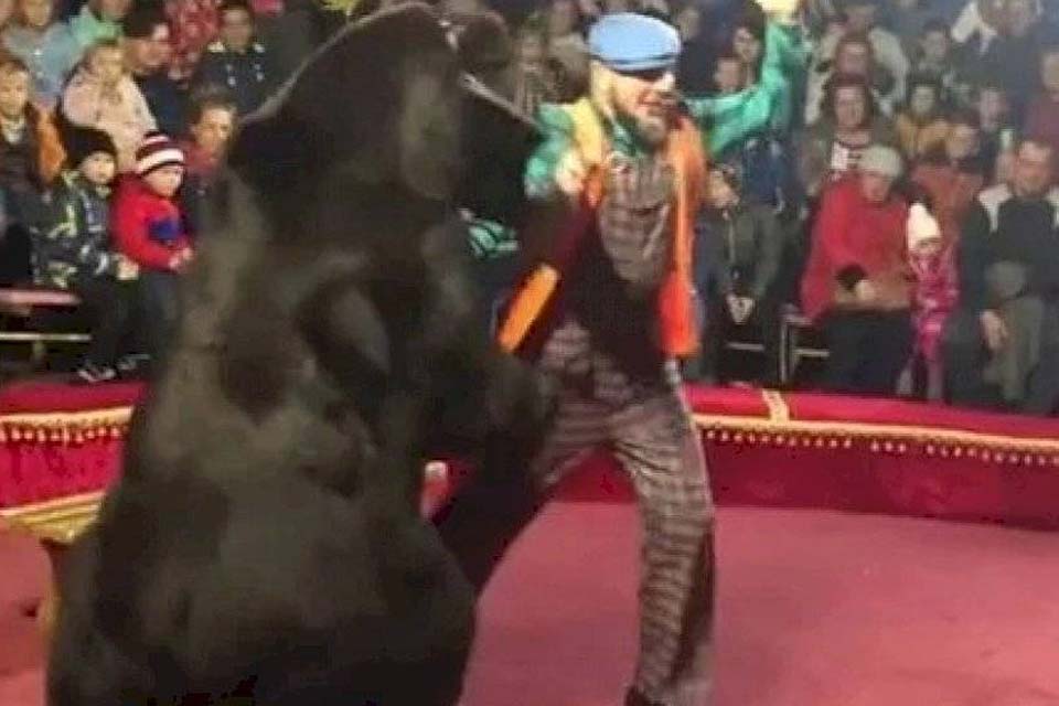 VÍDEO - Urso ataca ferozmente treinador durante espetáculo em circo na Rússia