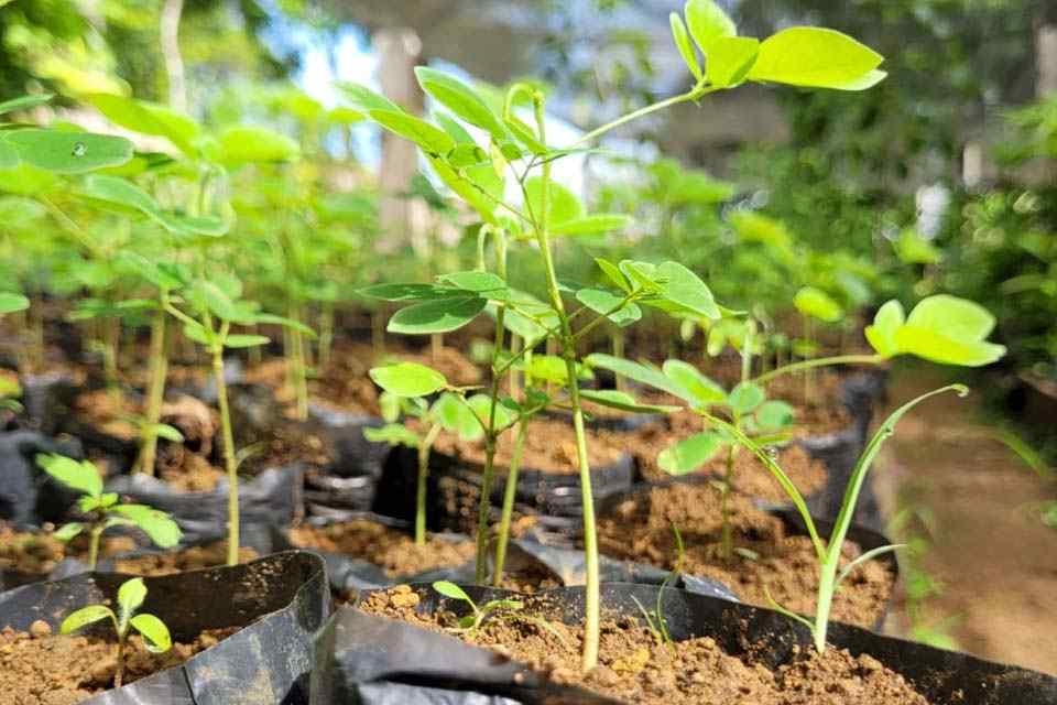 Secretaria Municipal de Meio Ambiente faz a doação de cerca de 20 mil mudas de árvores para a população em 2022