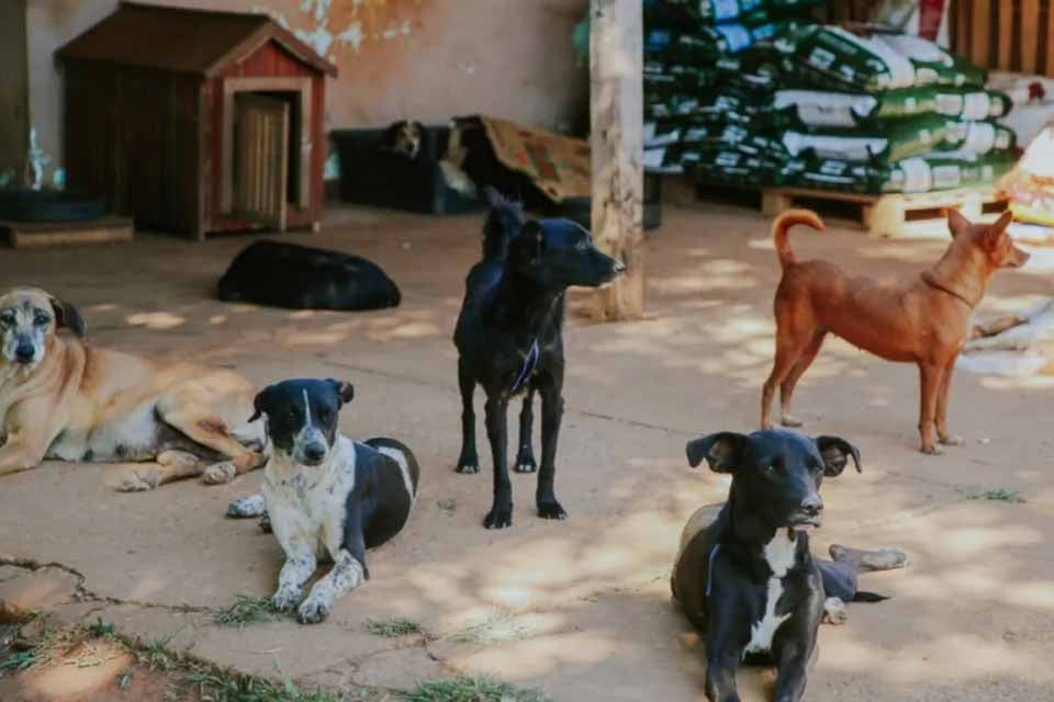 Dezembro Verde: Semma intensifica campanha de conscientização contra maus-tratos a animais