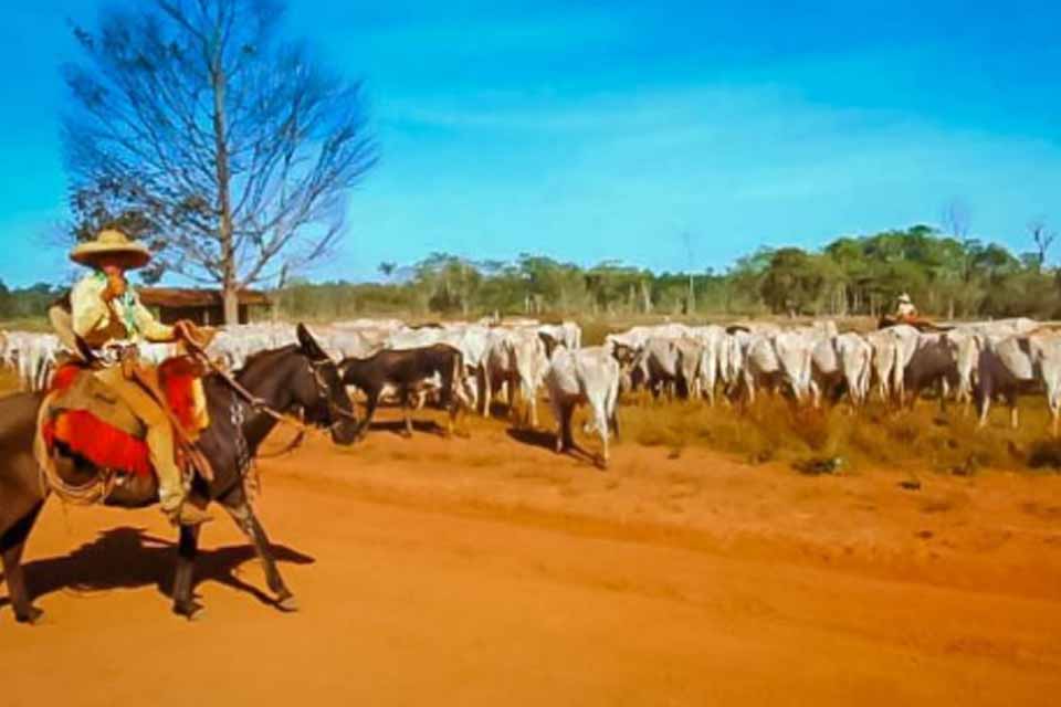 Sistema online de declaração de rebanhos já registra 38% de adesão; atualização obrigatória encerra dia 31 de maio