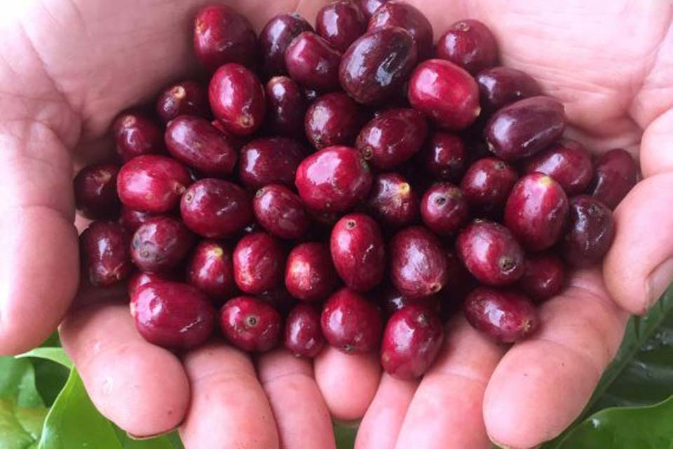 Matas de Rondônia é a marca que o Estado pretende oferecer ao mercado mundial como o primeiro café robusta sustentável