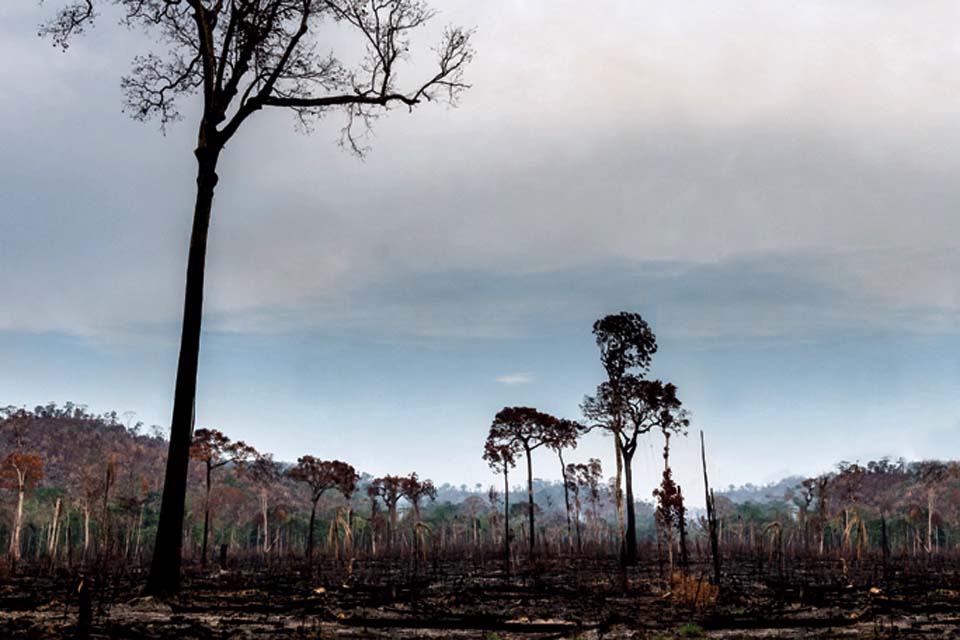 Índice de desmatamento na Amazônia cresce 80% em setembro; Rondônia é o segundo Estado que mais contribuiu com devastação