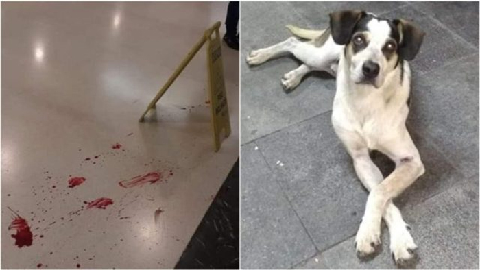 O grito estridente da bestialidade humana no caso do cachorro abandonado, envenenado e morto a pauladas no Carrefour de Osasco