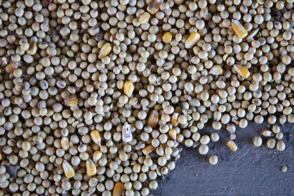 Agropecuária pode faturar R$ 703,8 bilhões em 2020, diz ministério