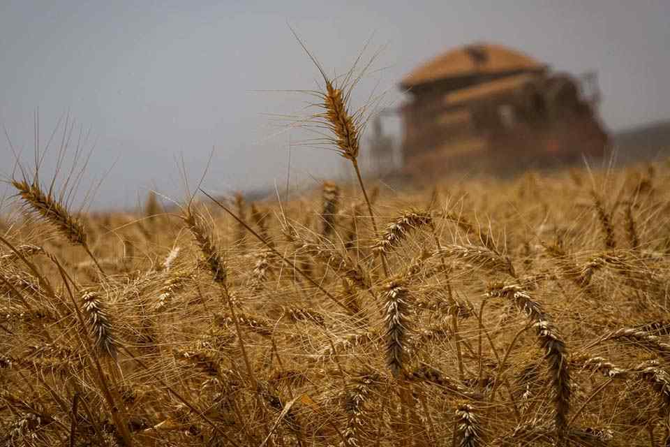 Conab estima que produção de grãos chegue a 272,5 milhões de toneladas