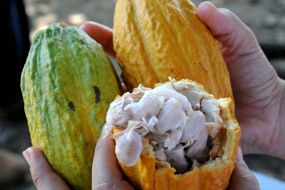 Governo de Rondônia vai lançar 1º Concurso de Qualidade e Sustentabilidade do Cacau para estimular produção