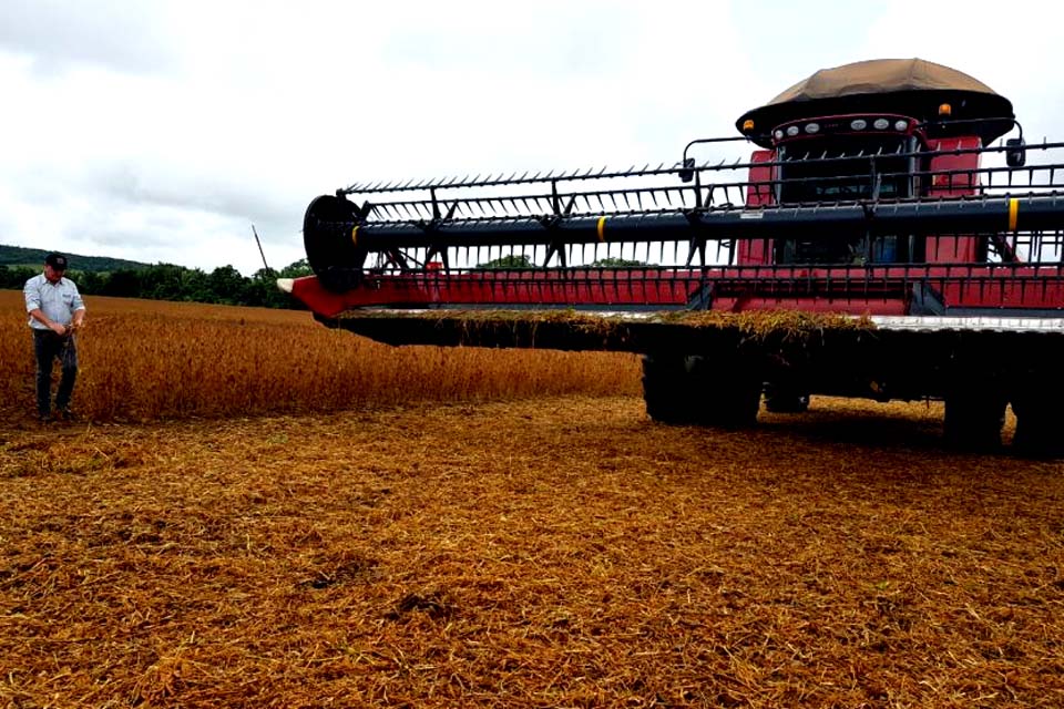 Produtores de Porto Velho iniciam colheita de soja com expectativa acima de 37 mil toneladas; capital encontra-se em 10º lugar no ranking de maior produtor estado