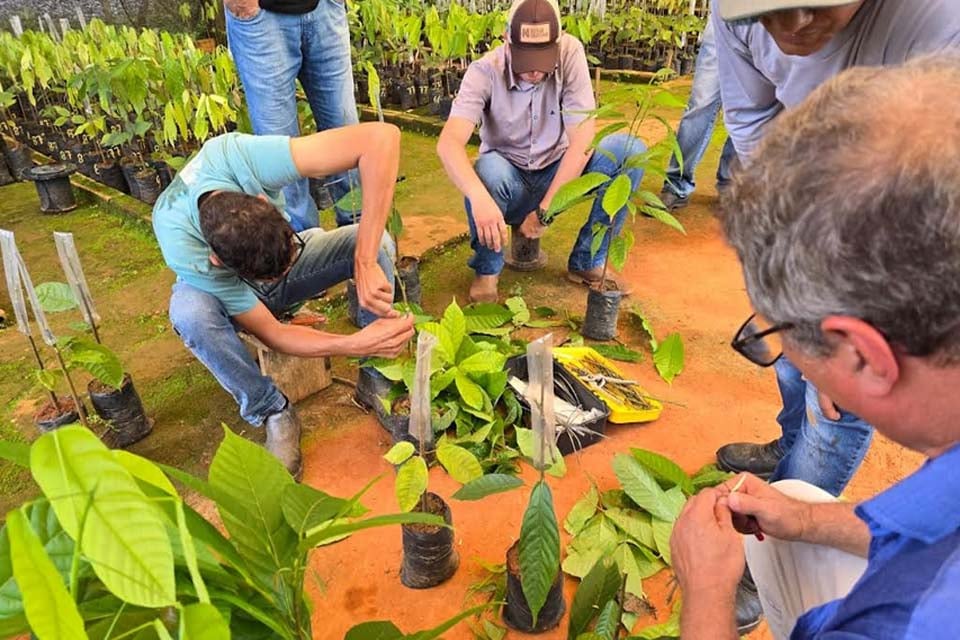 Servidores do Viveiro Municipal de Jaru concluem capacitação em enxerto de mudas de cacau; técnica garante maior produtividade em menos tempo