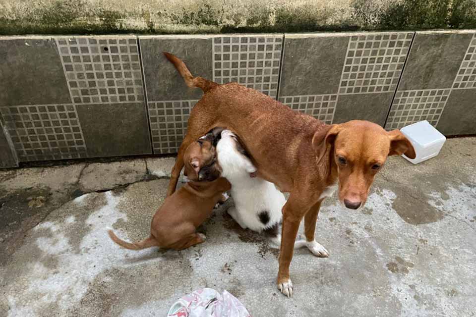 Prefeitura de Porto Velho resgata cães abandonados após denúncia