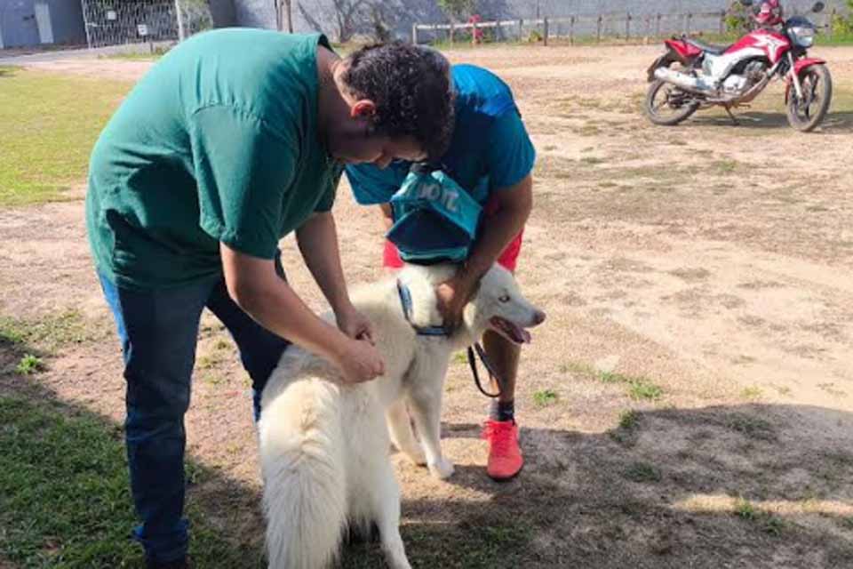 Prefeitura de Ji-Paraná vacina mais de 7,9 mil animais no primeiro Dia D de combate à raiva