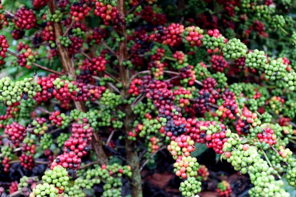 Secretaria de Agricultura anuncia dia de campo sobre café clonal nesta quarta-feira