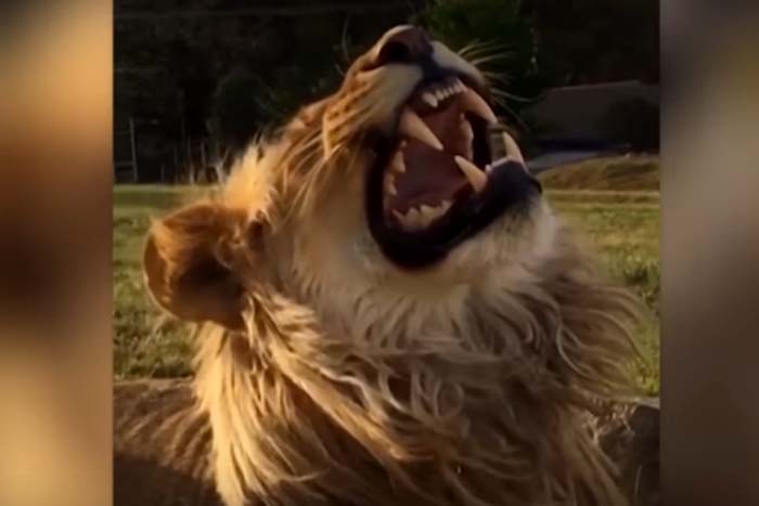 Leão de quatro anos sorrir enquanto ruge para as câmeras 