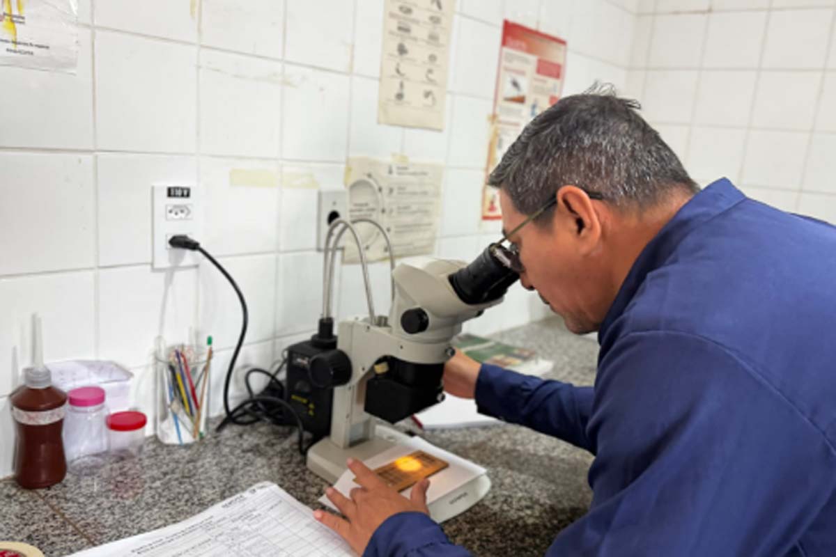 Coleta de ovitrampas avança na preparação para o Método Wolbachi