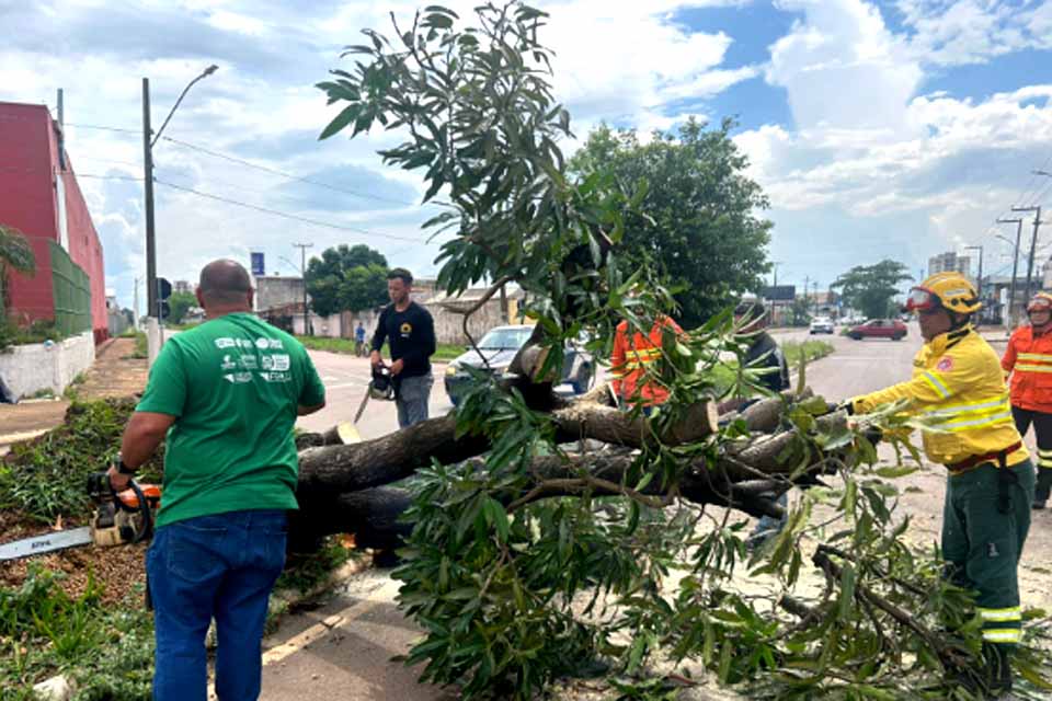 Prefeitura atua com rapidez na remoção de árvores caídas após fortes chuvas e ventos em Porto Velho