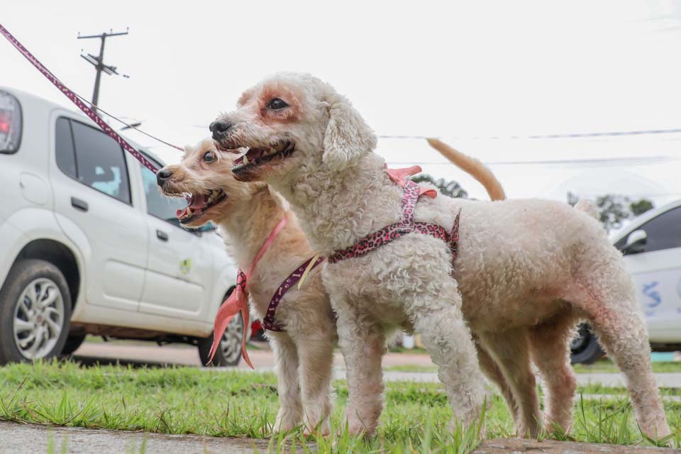 Castração de animais domésticos começa na próxima segunda-feira (20)