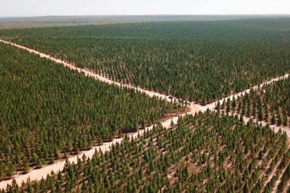 Período proibitivo para exploração do manejo sustentável entra em vigor dia 21 de dezembro