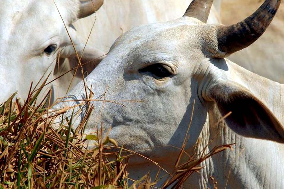 Começa hoje segunda etapa da vacinação contra febre aftosa
