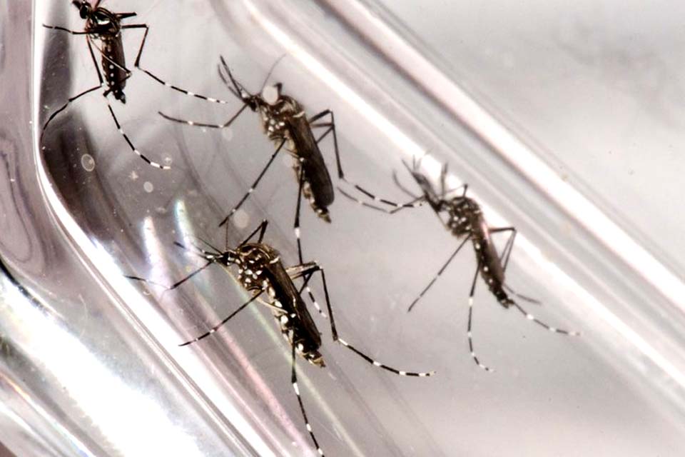 Secretaria municipal de saúde informa os pontos críticos com identificação de focos do Mosquito da Dengue