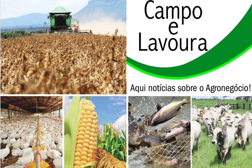 Rondônia sem regularização fundiária; Começa o plantio da soja em Porto Velho; Preço da carne continua em alta