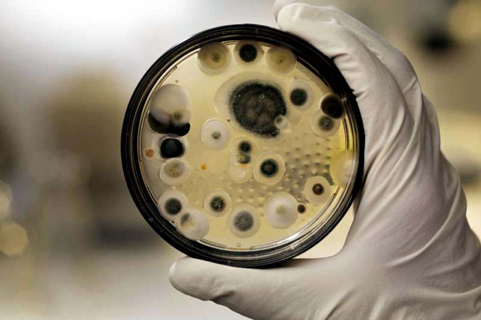 Superfungo encontrado no Brasil mata 39% dos contaminados