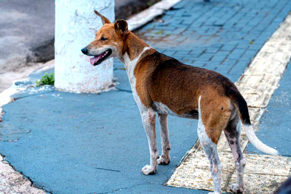Prefeitura de Porto Velho vai implantar comedouros para animais de rua