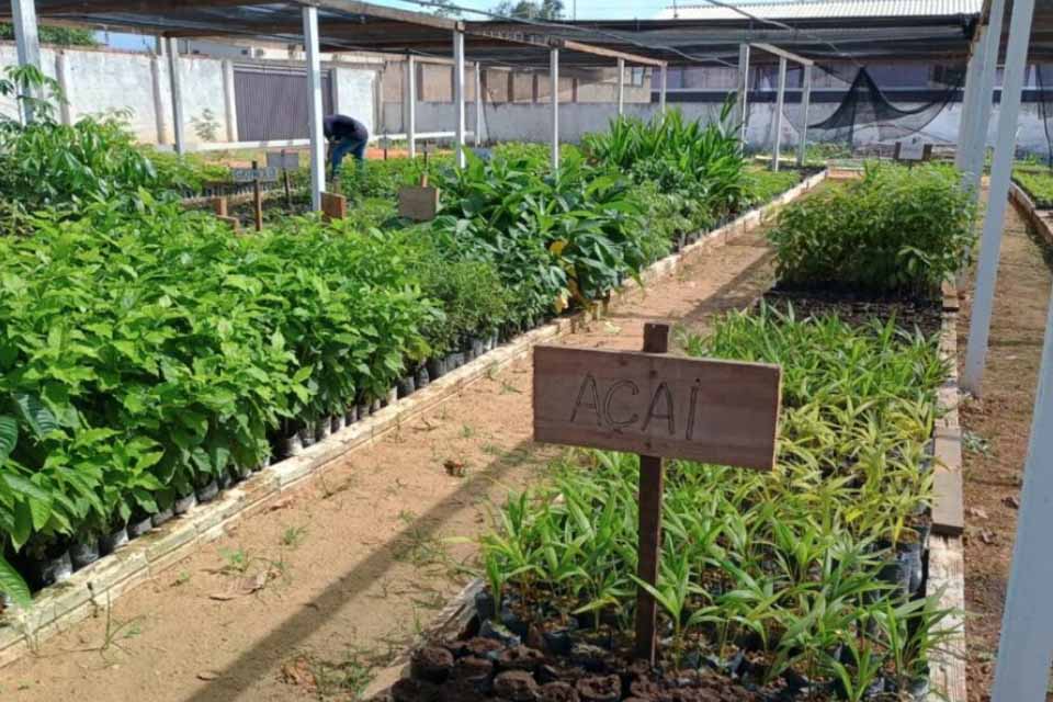 Viveiro florestal é entregue pelo governo em Nova Mamoré e fomenta ações ambientais no município