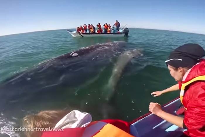 Baleia dócil brinca com turistas, em barco 
