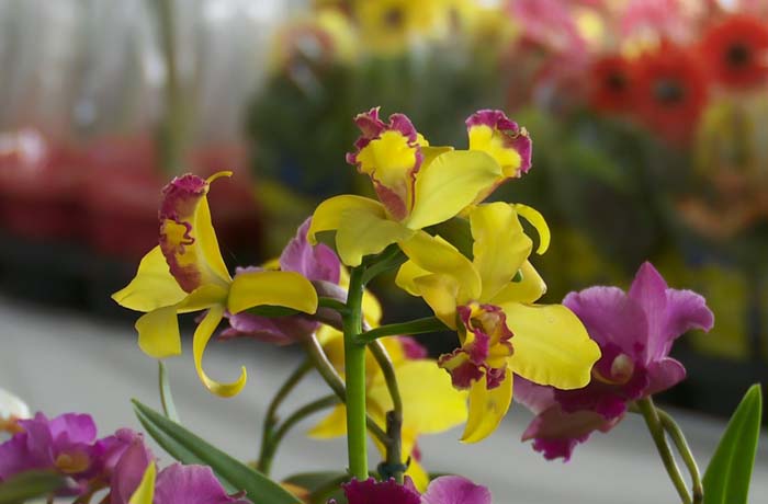 Festival Flores de Holambra oferta mais de 200 espécies na 11ª edição