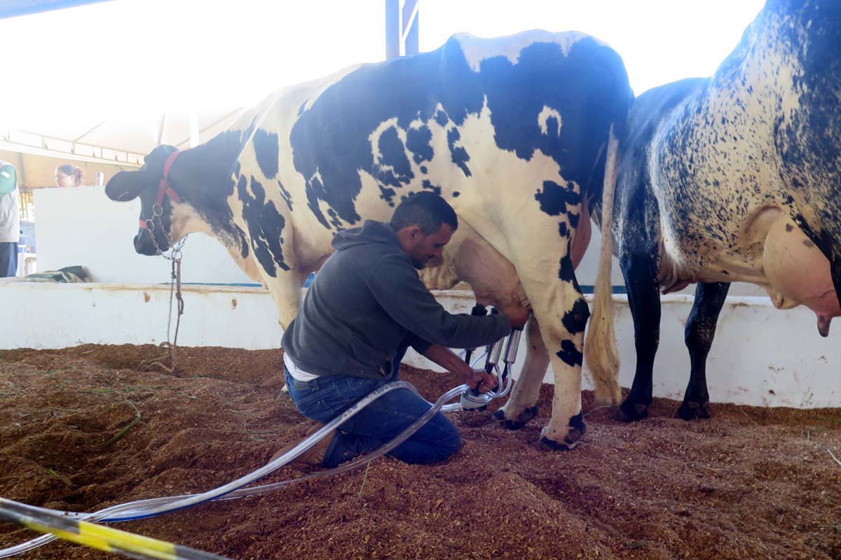 Maior concurso leiteiro de Rondônia começa com disputa acirrada na 38ª Expocol
