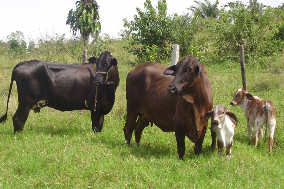 Assistência técnica e políticas de desenvolvimento agropecuário reforçam atendimento a produtores rurais de Rondônia
