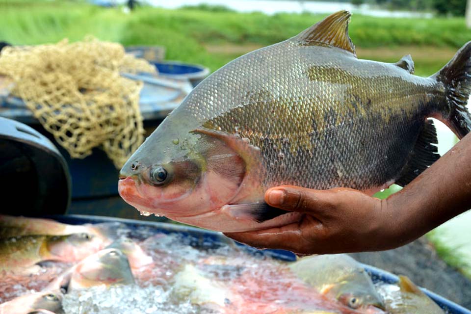 Bandas de peixe já foram entregues às Capitais e Distrito Federal para realização do “II Festival Nacional do Tambaqui da Amazônia”