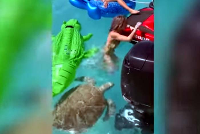 Tartaruga marinha ataca mulher em boia de jacaré 