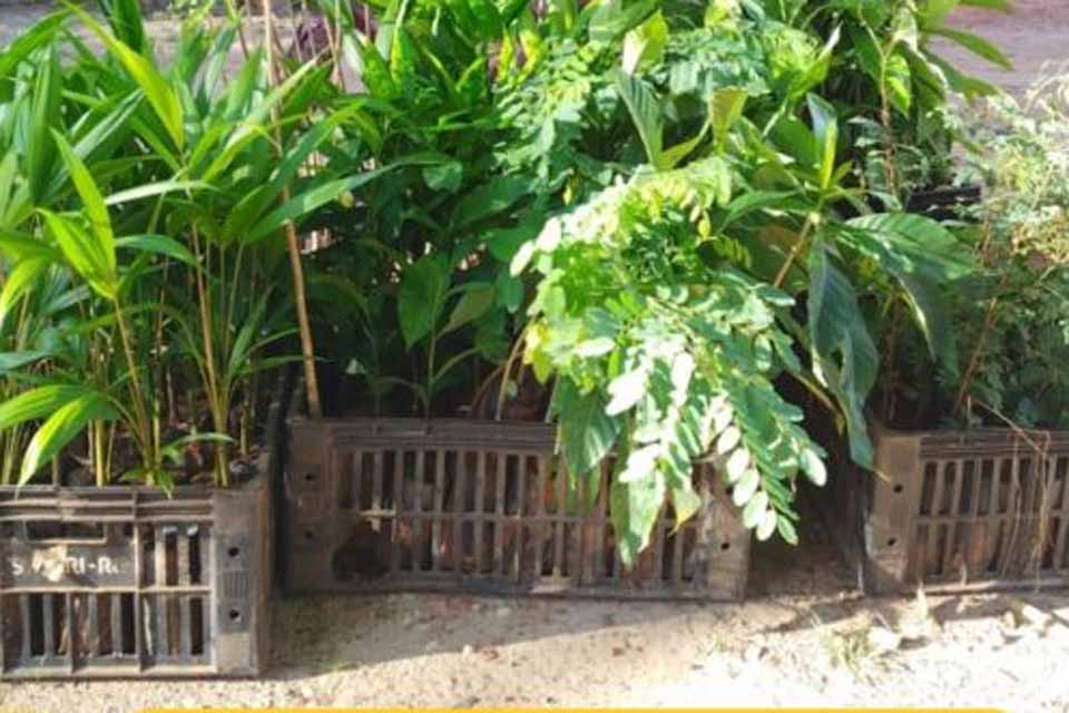 200 mudas nativas são doadas para recuperação das margens dos rios Pimenta e Comemoração