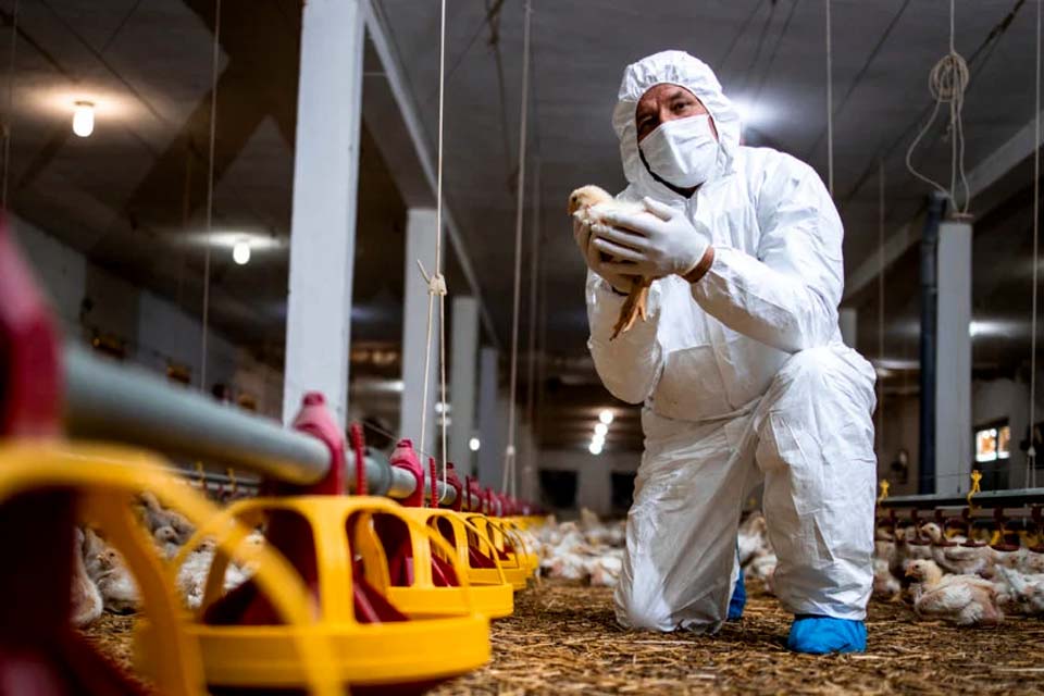 América Latina redobra atenções para frear avanço da gripe aviária