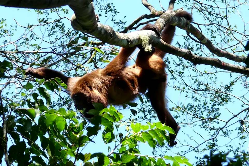 Mais sete macacos bugios são soltos no Parque Nacional da Tijuca 