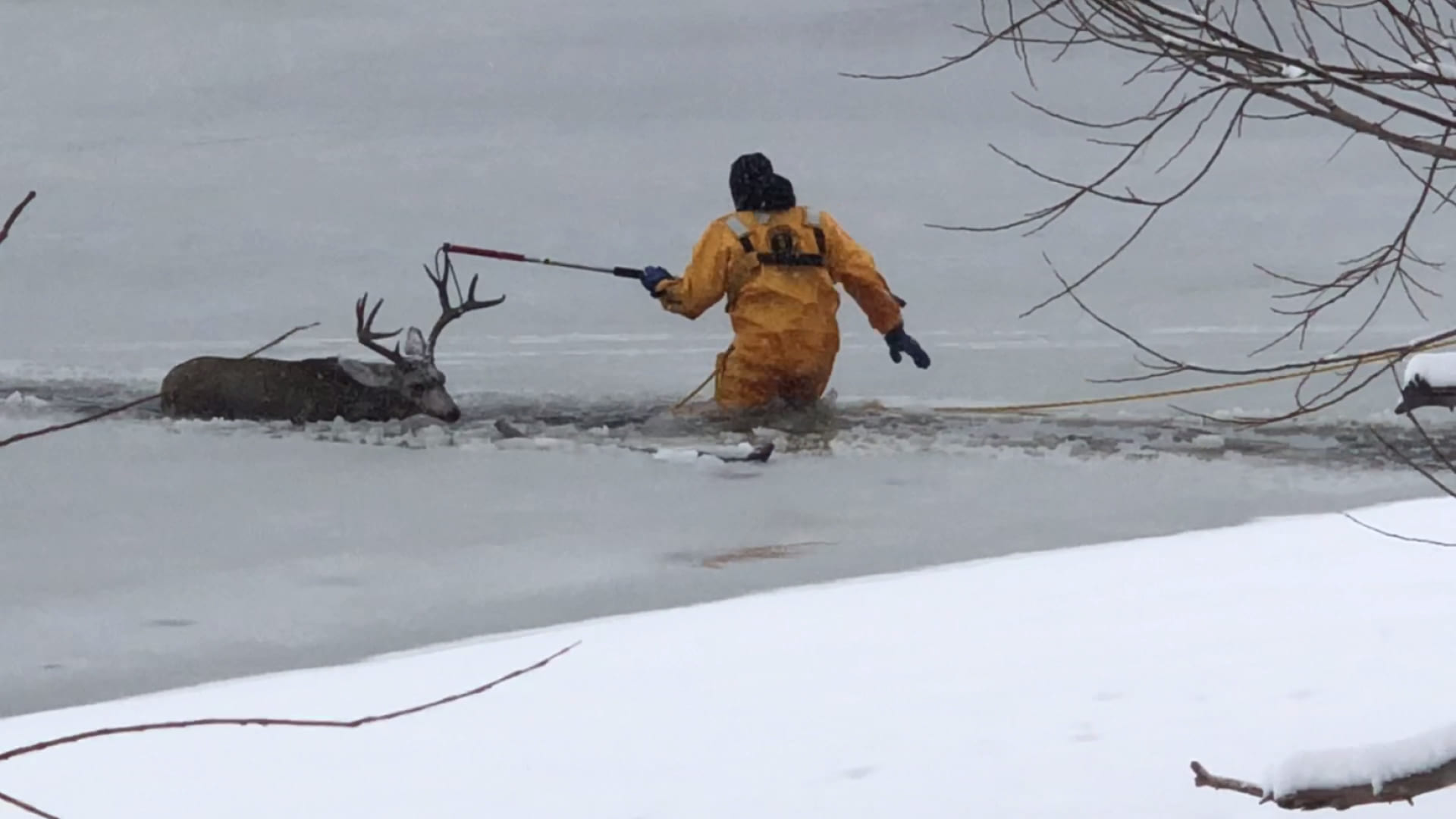 Veado é resgatado de lago congelado no Colorado