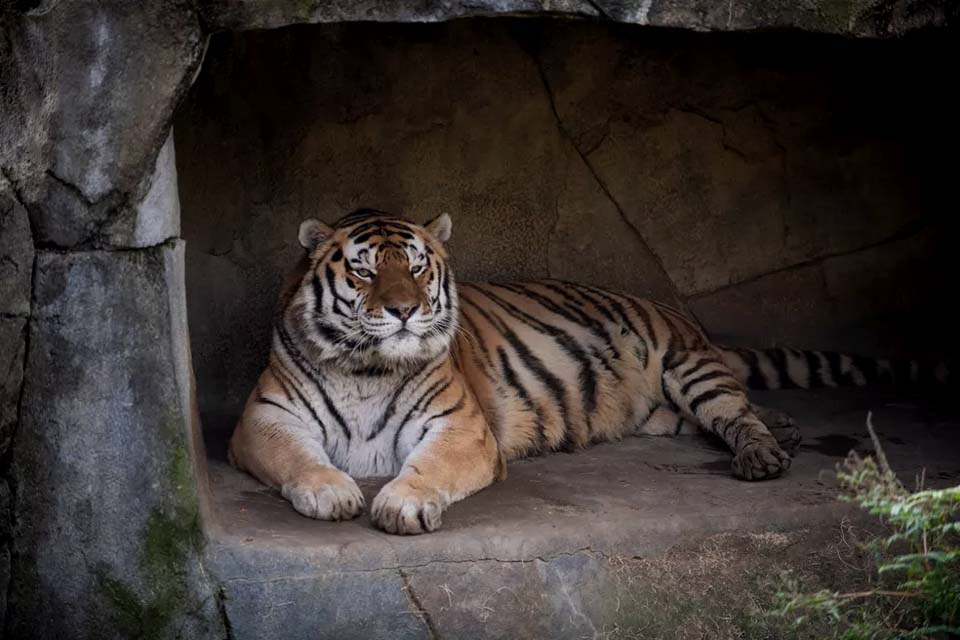 Tigre morre após contrair Covid-19 em zoológico nos EUA