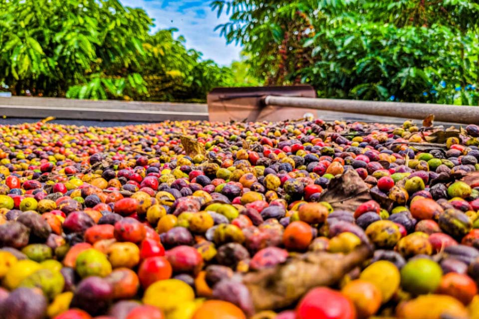 Café Robusta Amazônico é elevado a patrimônio cultural e imaterial do estado de Rondônia