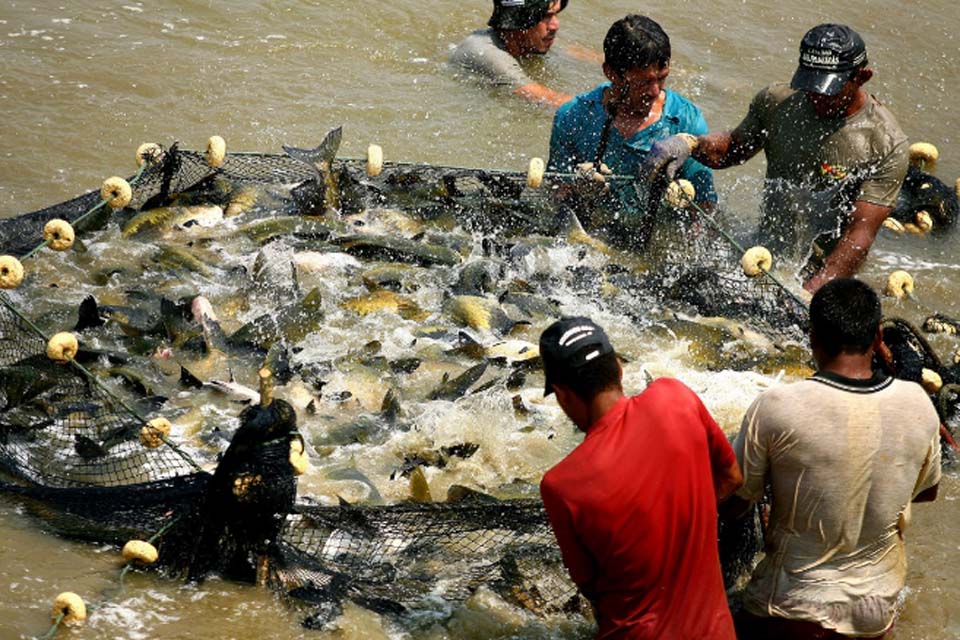 Em 5 meses exportação do tambaqui de Rondônia já supera 2024 e passou a se popularizar no mercado internacional