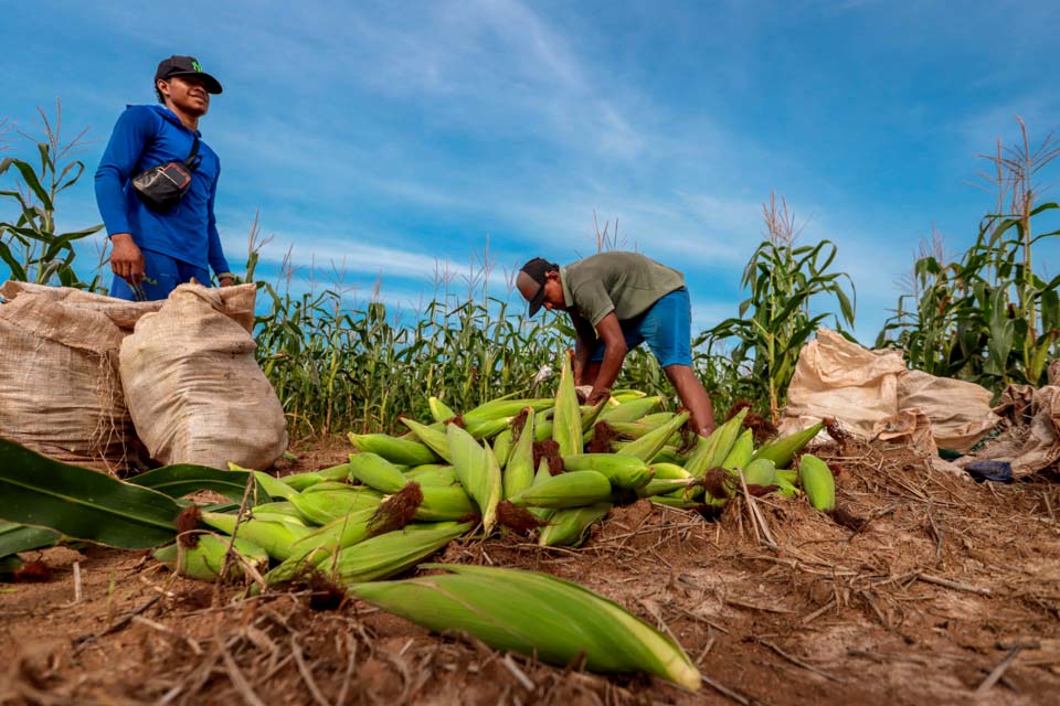 Agricultor contribui para o fortalecimento da produção e mercado consumidor em Porto Velho 
