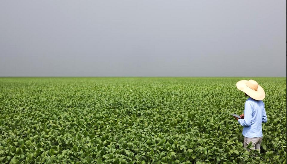 Em novas metas ESG, AMAGGI prevê eliminar desmatamento e conversão na cadeia de valor até 2025; carbono zero até 2050